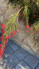 Russelia equisetiformis