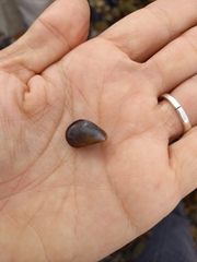 Mytilus galloprovincialis