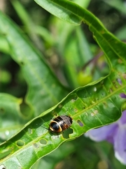 Ellipsidion australe