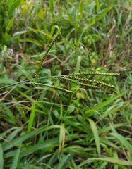 Paspalum mandiocanum image