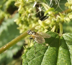 Muscoidea