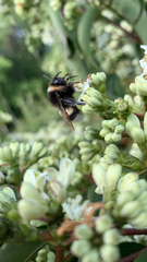 Bombus