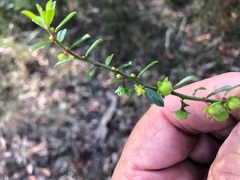 Phyllanthus hirtellus