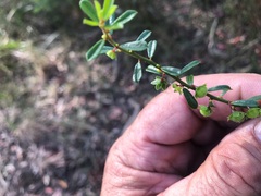 Phyllanthus hirtellus