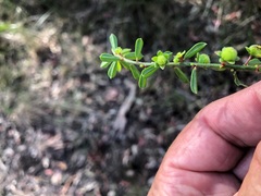 Phyllanthus hirtellus