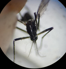 Aedes albopictus