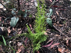 Lindsaea microphylla