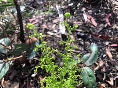 Lindsaea microphylla