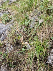 Tofieldia calyculata