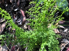 Lindsaea microphylla