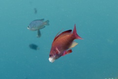 Pseudanthias squamipinnis