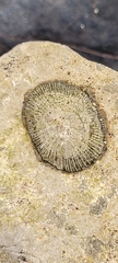 Siphonaria pectinata