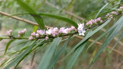 Myoporum bateae