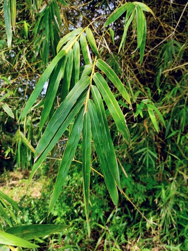 Bambusa bambos, photograph 3