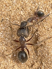 Camponotus intrepidus