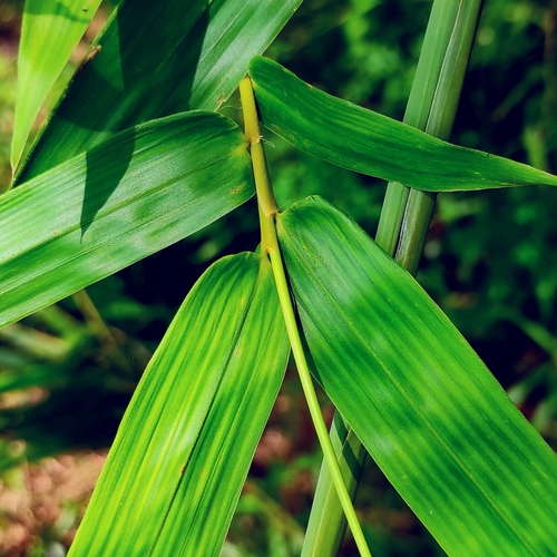 Bambusa bambos, photograph 4