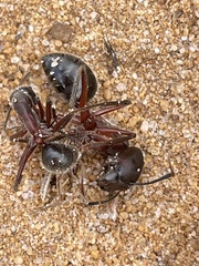Camponotus intrepidus