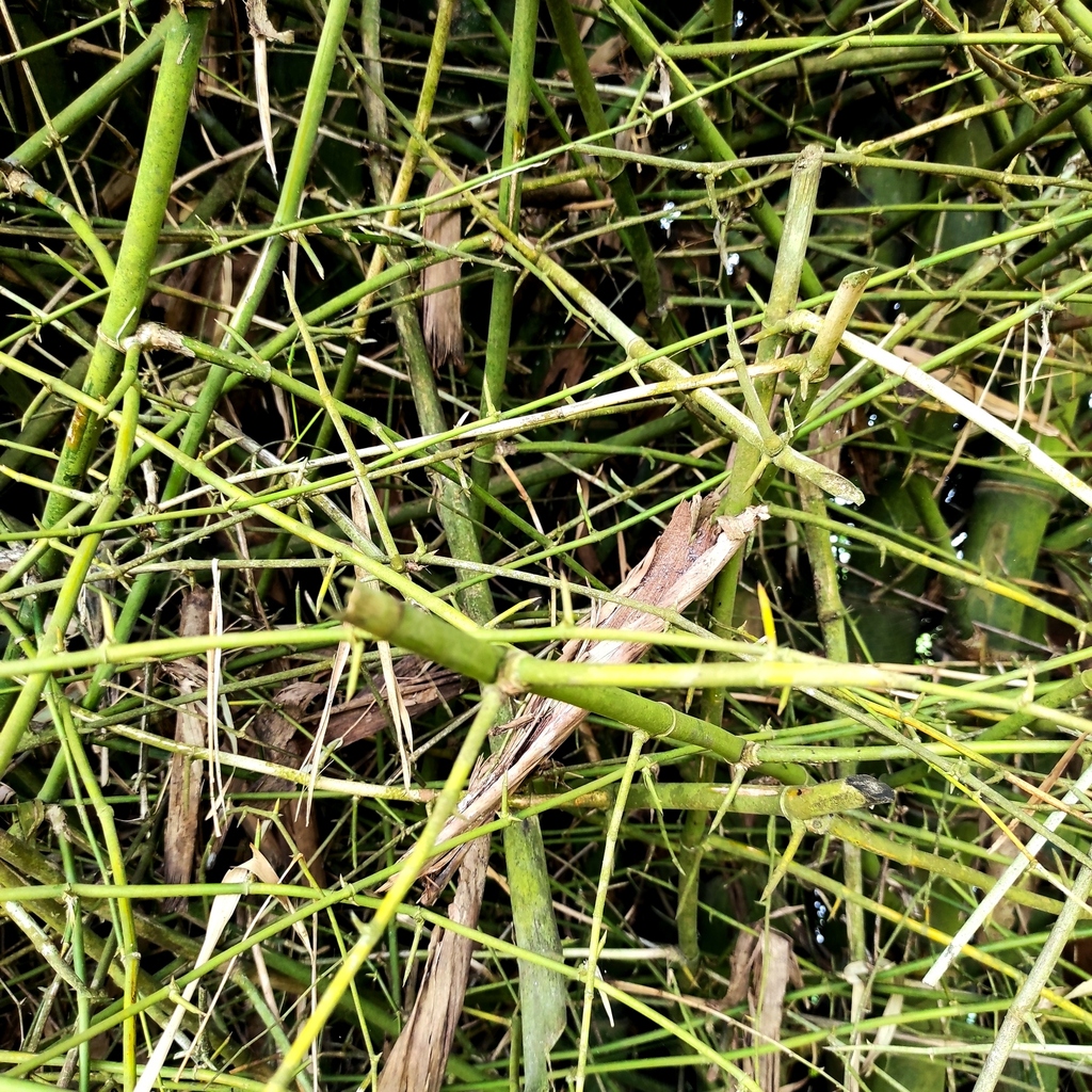 Bambusa bambos; photograph (c) Abu Hamas, some rights reserved (CC BY-SA)