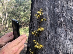 Erythrorchis cassythoides