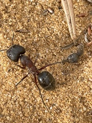 Camponotus intrepidus