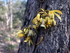 Erythrorchis cassythoides