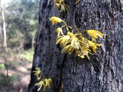 Erythrorchis cassythoides