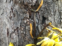 Erythrorchis cassythoides