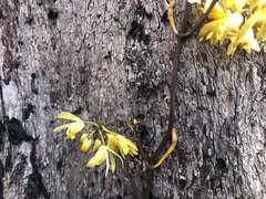 Erythrorchis cassythoides