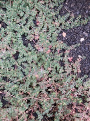 Euphorbia chamaesyce