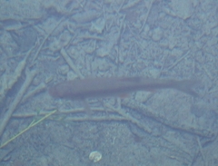 Scardinius erythrophthalmus
