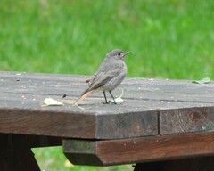 Phoenicurus ochruros