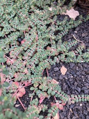 Euphorbia chamaesyce