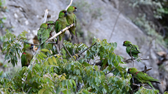 Rhynchopsitta terrisi