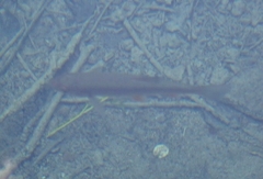 Scardinius erythrophthalmus