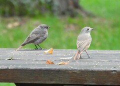 Phoenicurus ochruros