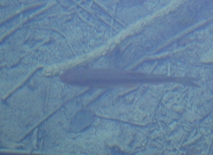 Scardinius erythrophthalmus