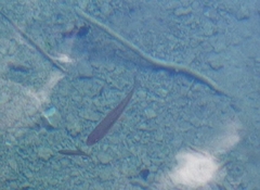 Scardinius erythrophthalmus