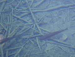 Scardinius erythrophthalmus