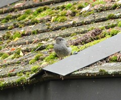 Phoenicurus ochruros