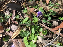 Viola perreniformis
