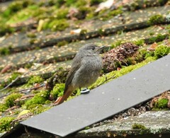 Phoenicurus ochruros