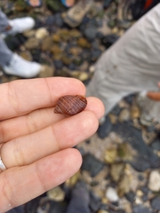 Neogastropoda