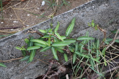 Trachelospermum jasminoides
