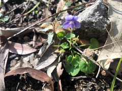 Viola perreniformis