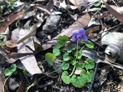 Viola perreniformis