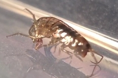 Arcitalitrus sylvaticus