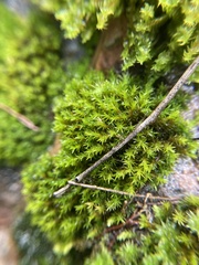 Schistidium apocarpum