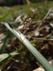 Draba verna