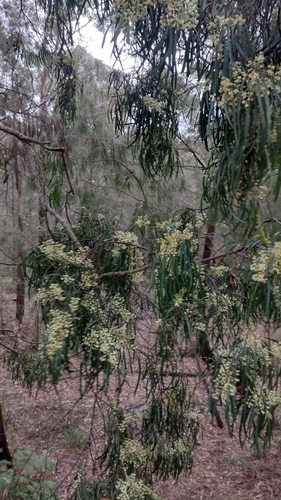 Image of Acacia mabellae by no rights reserved