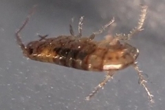 Arcitalitrus sylvaticus